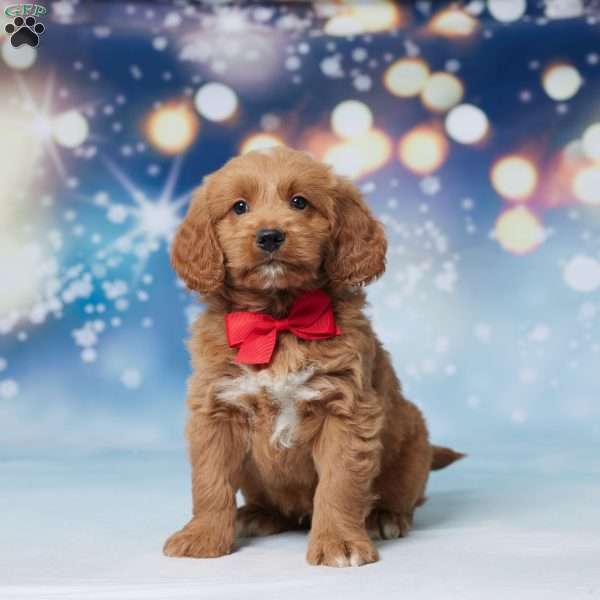 Nash, Mini Goldendoodle Puppy